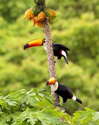 tucans and wildlife in brazil in the amazon jungle