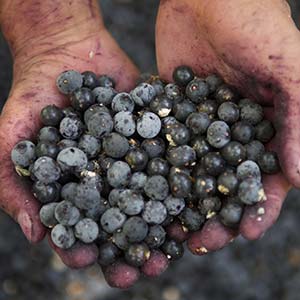 person in brazil holding acai berries