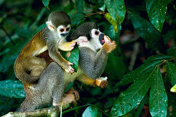 best time for spotting wildlife in Colombia