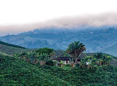 house in coffee plantation in colombia coffee region