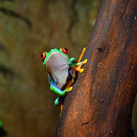 Red-eyed Agalychnis Callidrya Frog in the jungle in Costa Rica