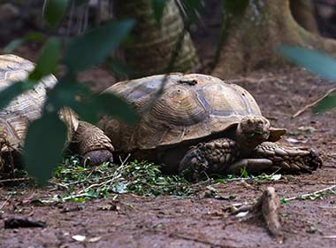 Turtles nesting on the beach in Parque Nacional Tortuguero, Costa Rica, Central America