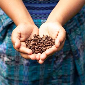 hands holding coffee beans in costa rica, food in costa rica