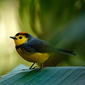 Birdwatching in a forest in Costa Rica