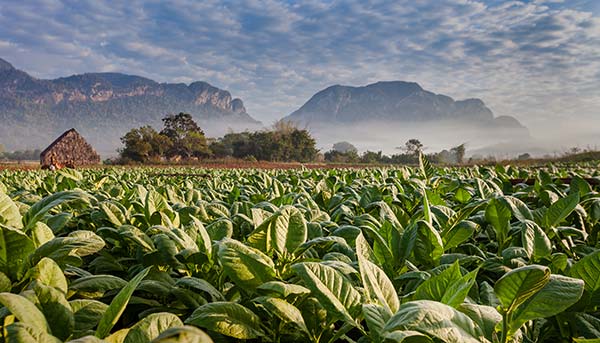 green plants trees mountains and hills in the tobacco plantations of cuba