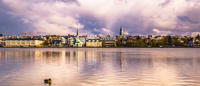 duck swimming on tjornin lake in reykjavik with traditional houses by lake in iceland