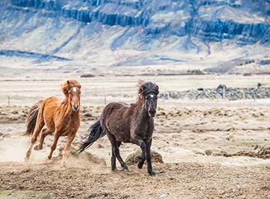 icelandic horses galloping in Skaftafell National Park in Iceland