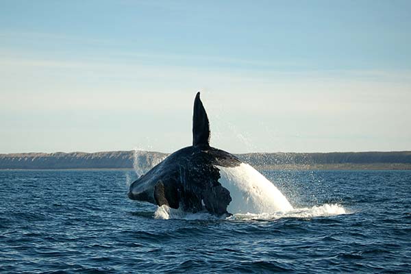 orca killer whale jumping out of the sea doing a flip with fin in the air on a group tour of iceland