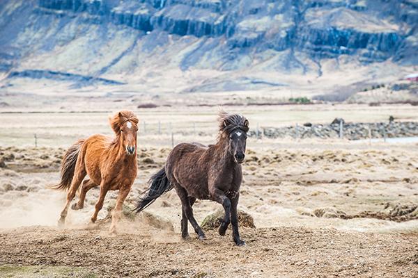 icelandic ponies and icelandic horses running in iceland national park