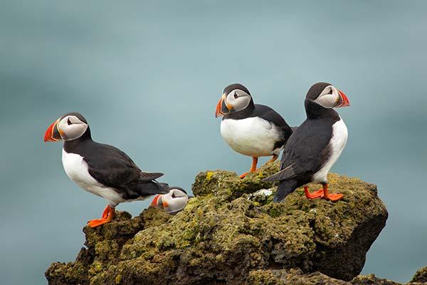 group of puffins birds perched on a rock on a tour to iceland