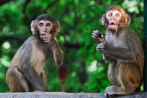 two monkeys sitting in a tree in a forest in sundarban national park in india