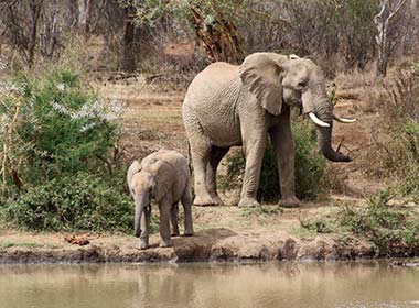 elephants at the waters edge in laikipia best places to go in kenya