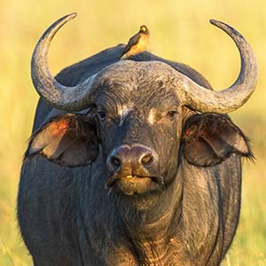 Buffalo in Masai Mara