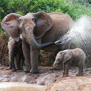 Elephants in Masai Mara