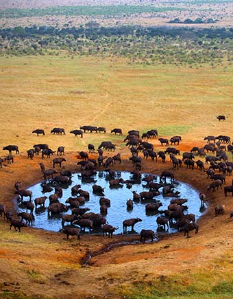 wildebeest migration in Maasai Mara Kenya