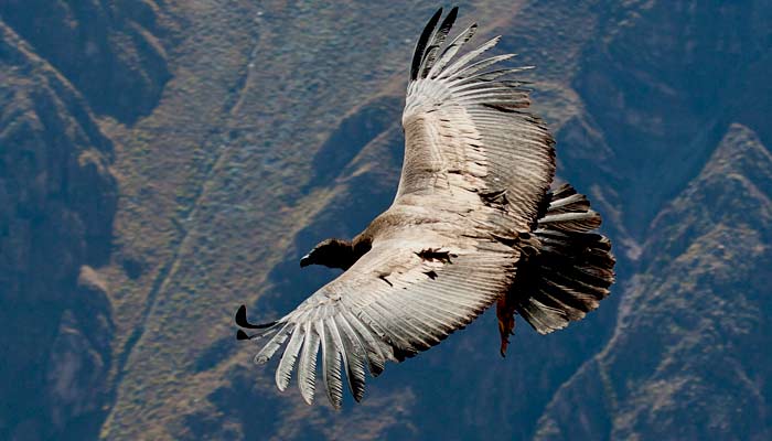 Andes mountain hold amazing condors, spot large birds in peru, spot wildlife on a group tour in peru