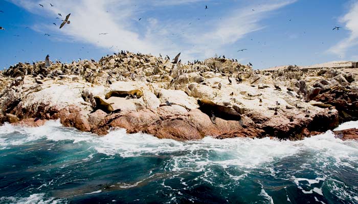 spot wildlife on a group tour in peru, see wild animals on a adventure tour, explore peru