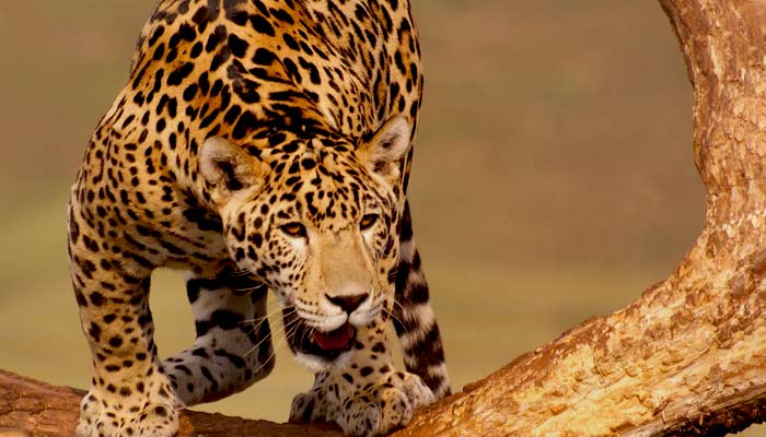 wilife spotting in peru, see the amazing jaguar on a group tour in the amazon jungle