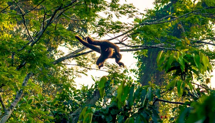 Group tour in Peru spots a monkey, animals group tour in the amazon jungle, peru advneture group tour