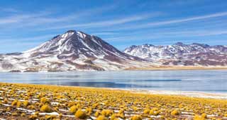 San pedro de Atacama desert and lagoon is on e of the highlights of south america and a location to see some of the best wildlife, flamingo's