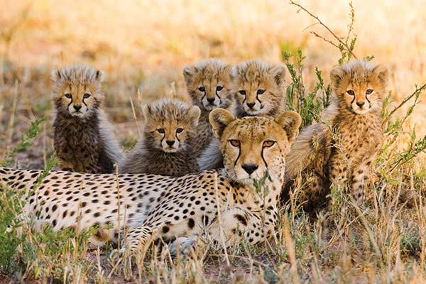 group of cheetahs in serengeti tanzania