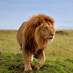 lions in serengeti