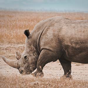 Black Rhino in Serengeti