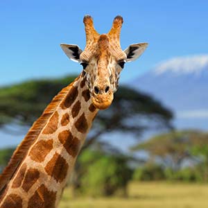 girrafe in Serengeti