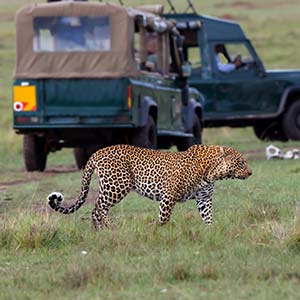 leopard in the serengeti national park