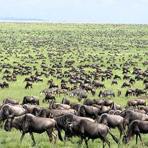 Wildebeest in Serengeti