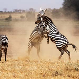 Zebras fighting in Serengeti