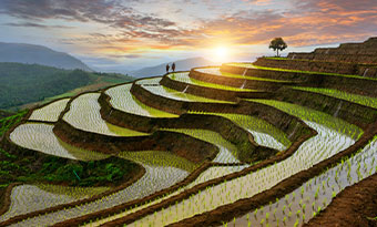 rice terraces in northern Thailand