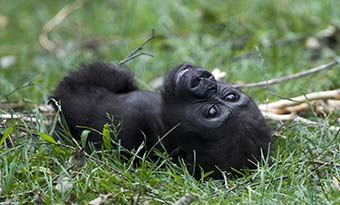 baby gorilla lying in the grass in uganda bwindi forest