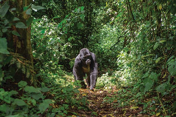 mountain gorilla in uganda walking in the jungle