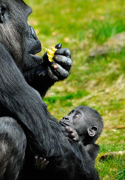 gorilla holding baby gorilla and eating fruit in Uganda