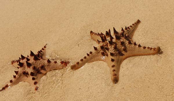 For your best shot to see one or many of these beautiful creatures, head to Phu Quoc and find the aptly named Starfish Beach