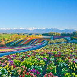 colourful flower fields in japan countryside