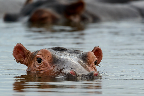 Hippo in the water in Isimangaliso Wetland Park