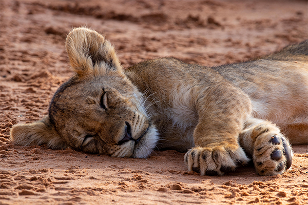 Lion cub sleeping in Kgalagadi National Park