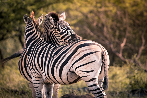 Two zebras snuggle in Sabi Sands