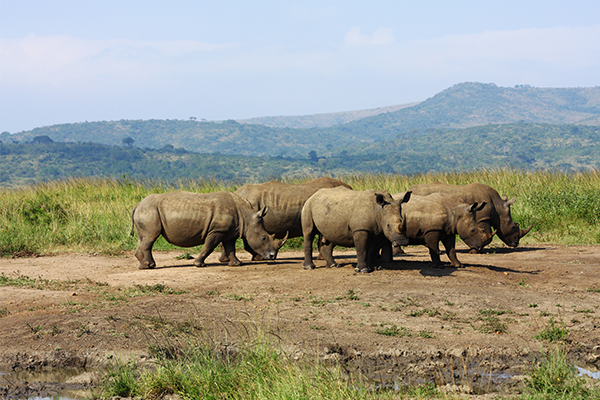 Rhino herd in Hluhluwe-Imfolozi Game Park