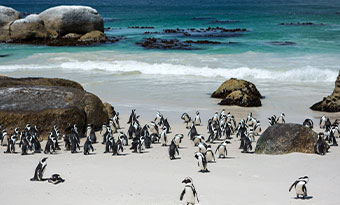 Penguins on Boulder Beach on the coast of South Africa