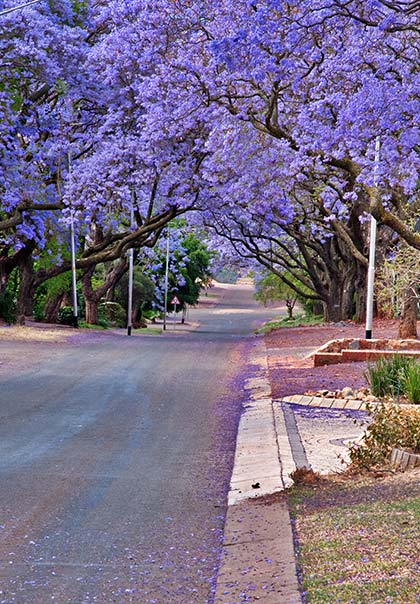 Colourful purple blossom in a street in Cape Town in South Africa