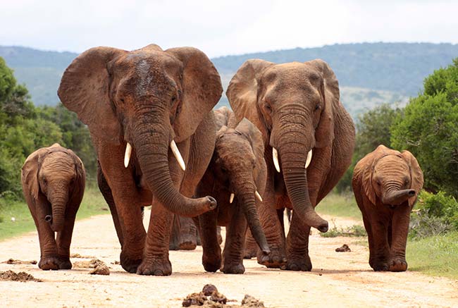 heard of elephants in a national park in south africa