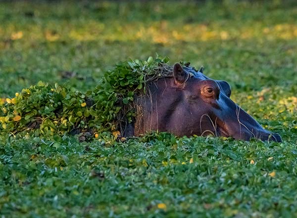 hippo in the river at mana pools national park in zimbabwe