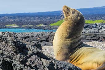 A Galápagos sea lion basking on the beach, on Fernandina Island, in the Galapagos