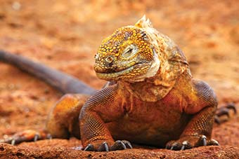 Galapagos Land Iguana (Conolophus subcristatus), on North Seymour island, Galapagos