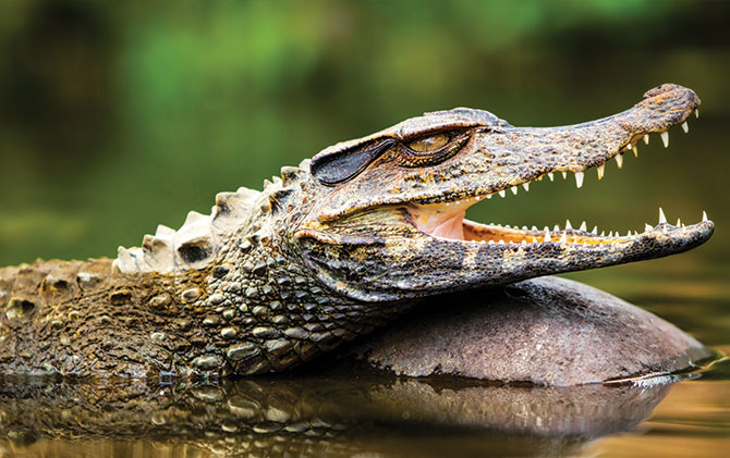 The amazon river is the largest river in South America, Amazon river tours