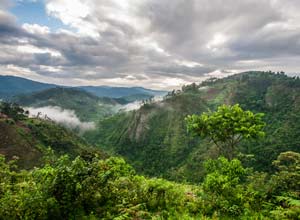 discover bwindi impenetrable national park on a gorilla trekking holiday in uganda