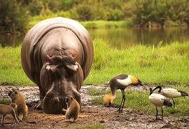 Africa Safari Kenya Africa - Last minute singles holidays